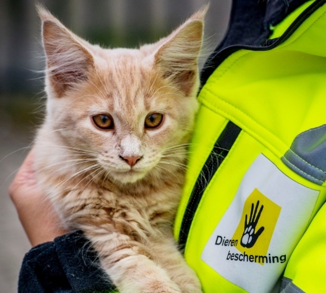 Dierenbescherming collecteweek