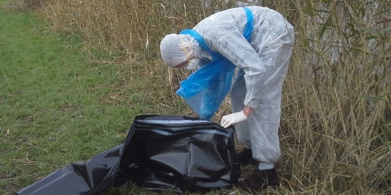 Dierenambulance Den Haag waarschuwt: “Pak vogels met vogelgriep niet op!”