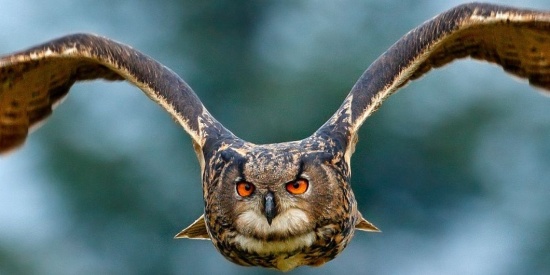 Nu ook uw persbericht op www.donerenaangoededoelen.nl