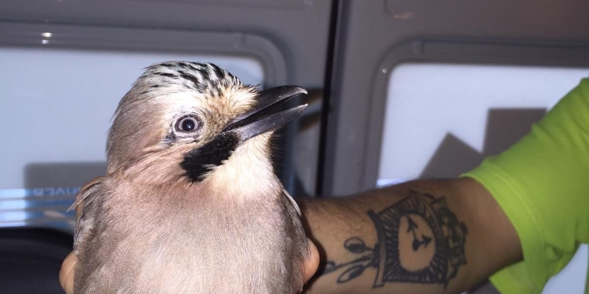 Vlaamse gaai aangevallen door hond