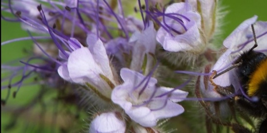 Schenken na uw overlijden aan het Landelijk Bijen Educatiecentrum? Dat kan!