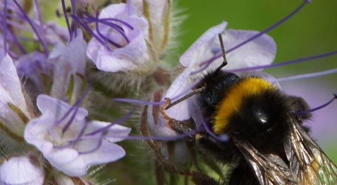 Schenken na uw overlijden aan het Landelijk Bijen Educatiecentrum? Dat kan!