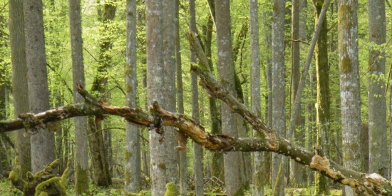 De natuur is geen pretpark