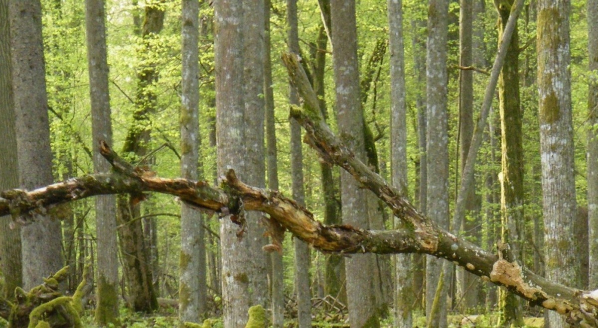 De natuur is geen pretpark
