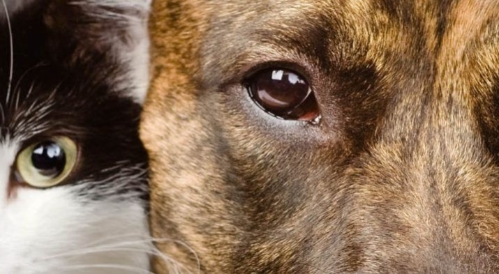 Documentaire Armoede & Dierenleed op 1 november 2018, KRO-NCRV Brandpunt+ NPO2