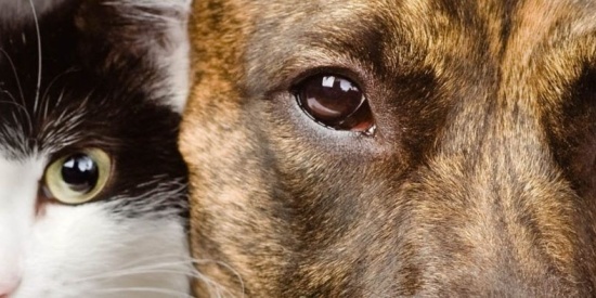 Documentaire Armoede & Dierenleed op 1 november 2018, KRO-NCRV Brandpunt+ NPO2