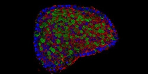 Ontwikkeling minilong brengt oplossing ongeneeslijke longziekte COPD dichterbij