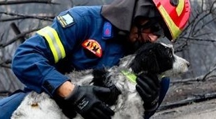 Stichting Dierennood