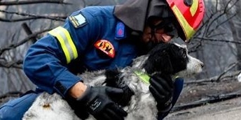 Stichting Dierennood