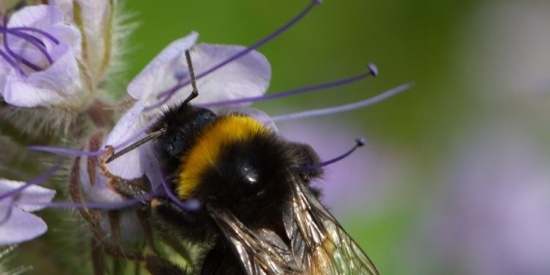 Word ambassadeur van het Bijen Educatie Centrum
